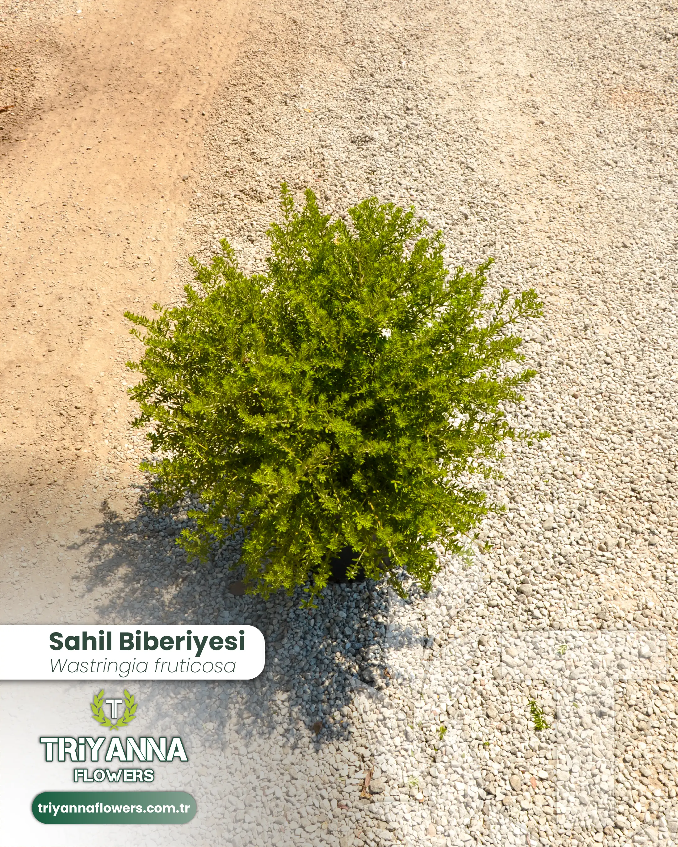 Sahil_Biberiyesi_3.webp