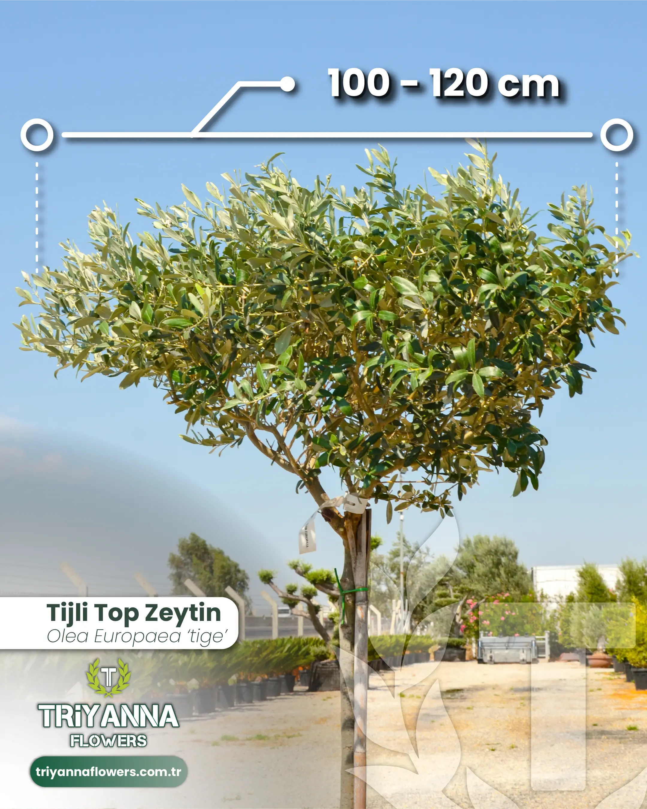 Tijli_Top_Zeytin_2.webp
