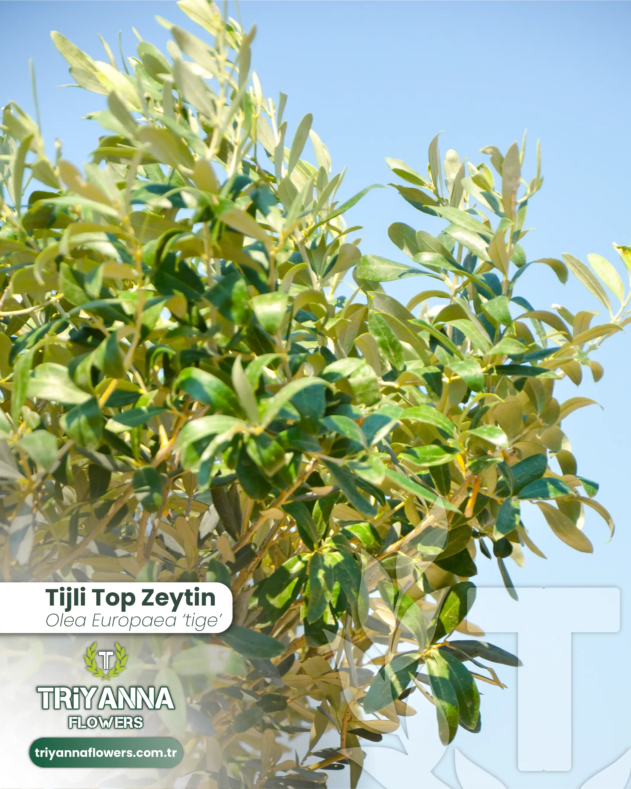 Tijli_Top_Zeytin_3.webp