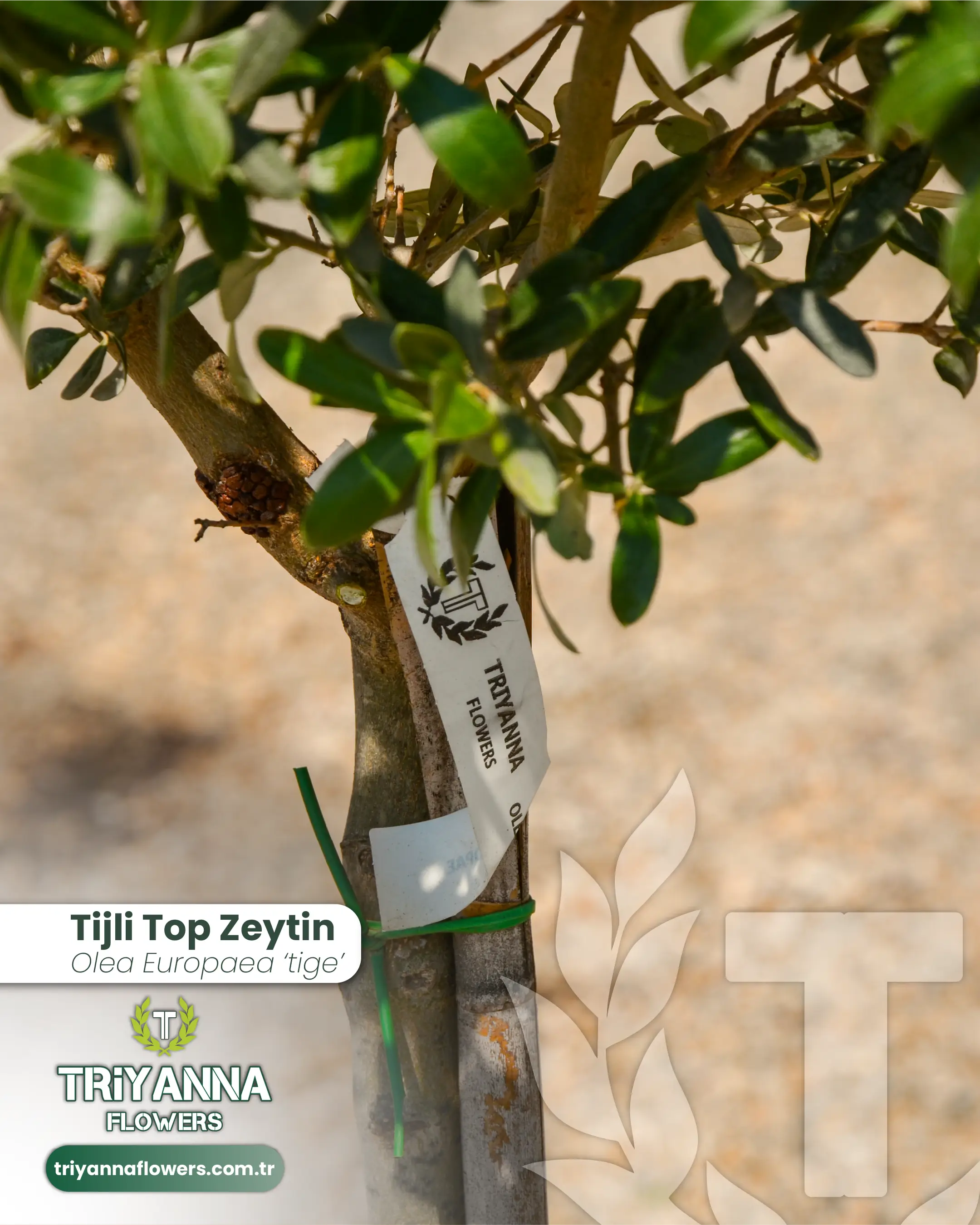 Tijli_Top_Zeytin_4.webp
