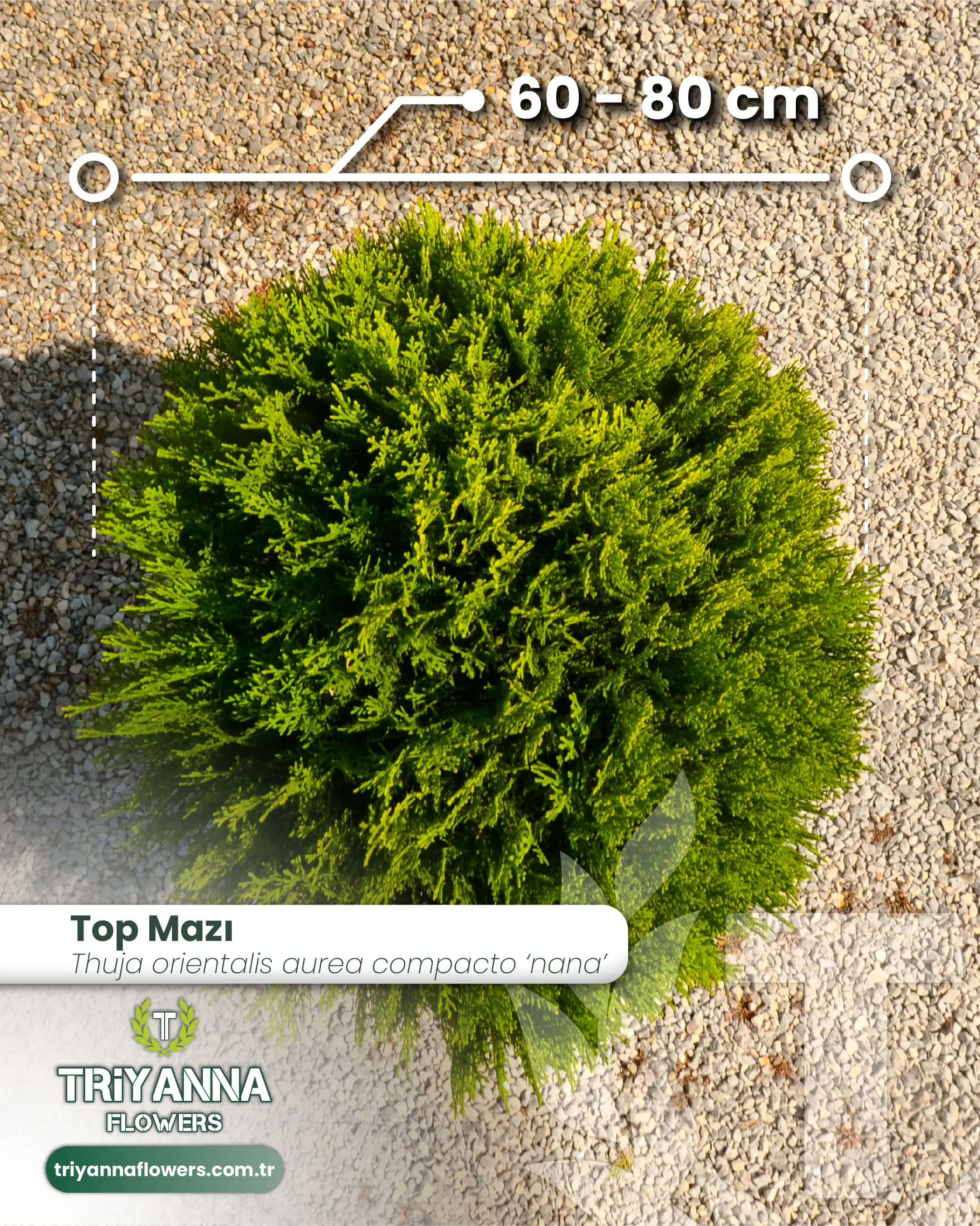 Top_Mazi_2.webp