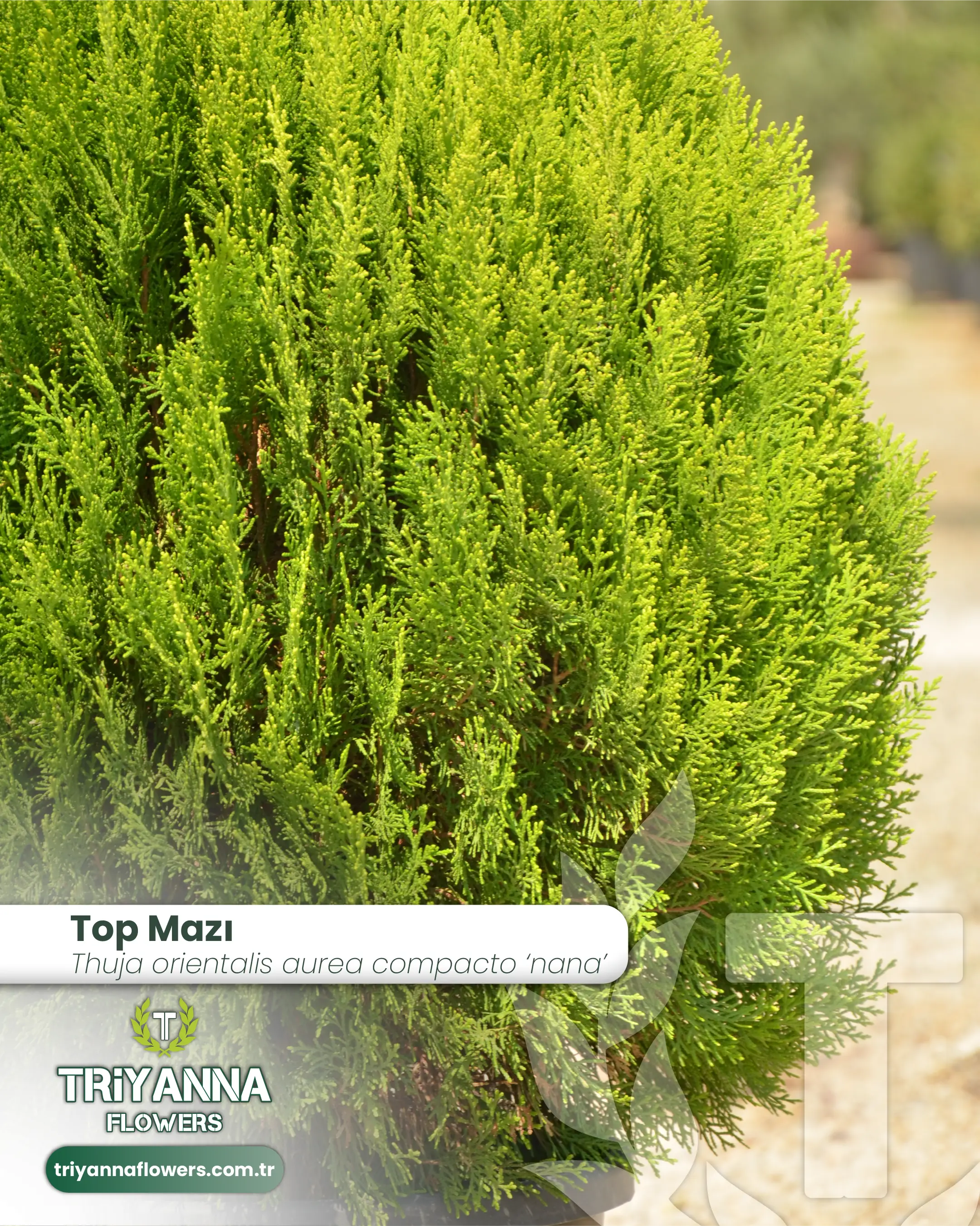Top_Mazi_3.webp
