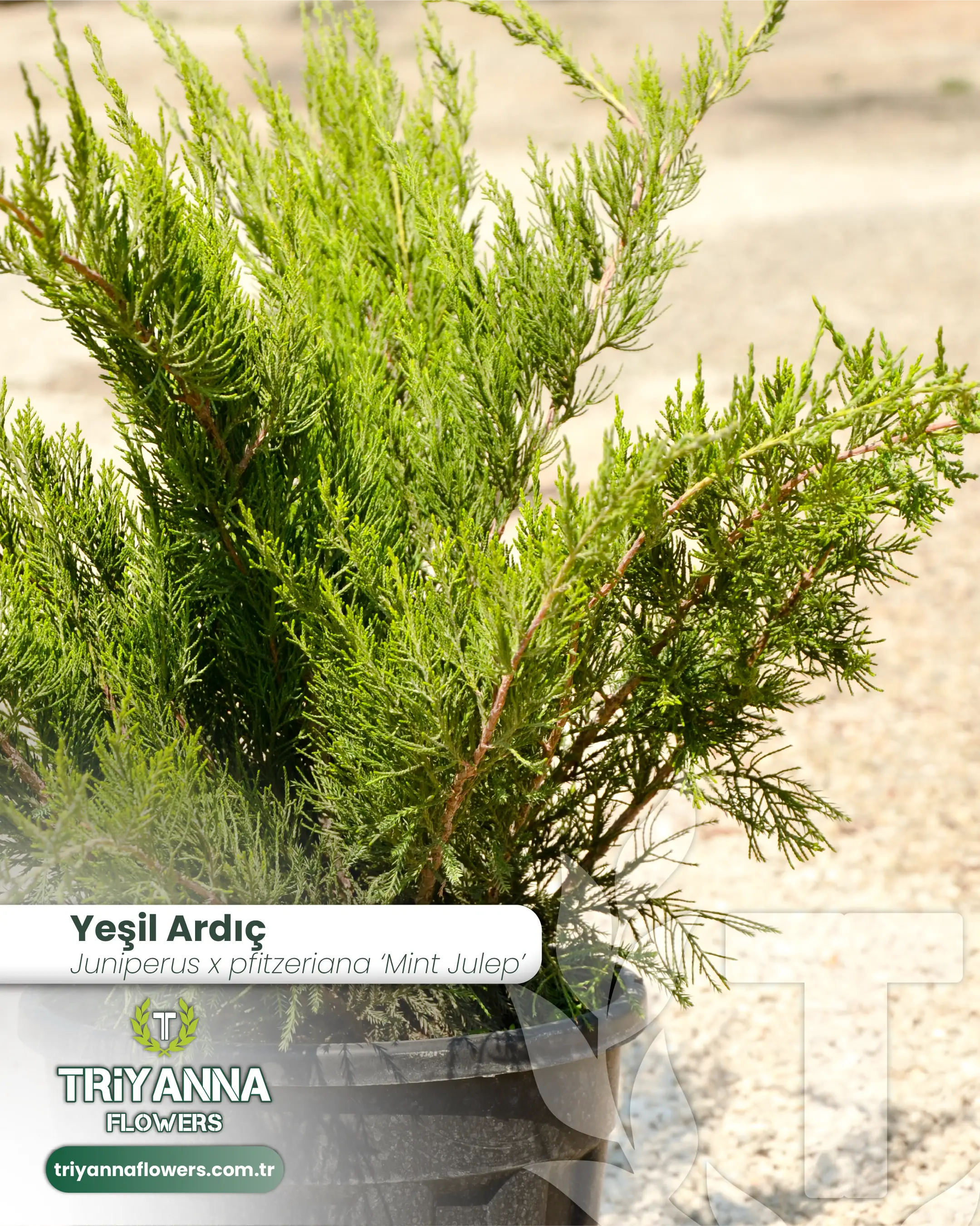 Yesil_Ardic_2.webp