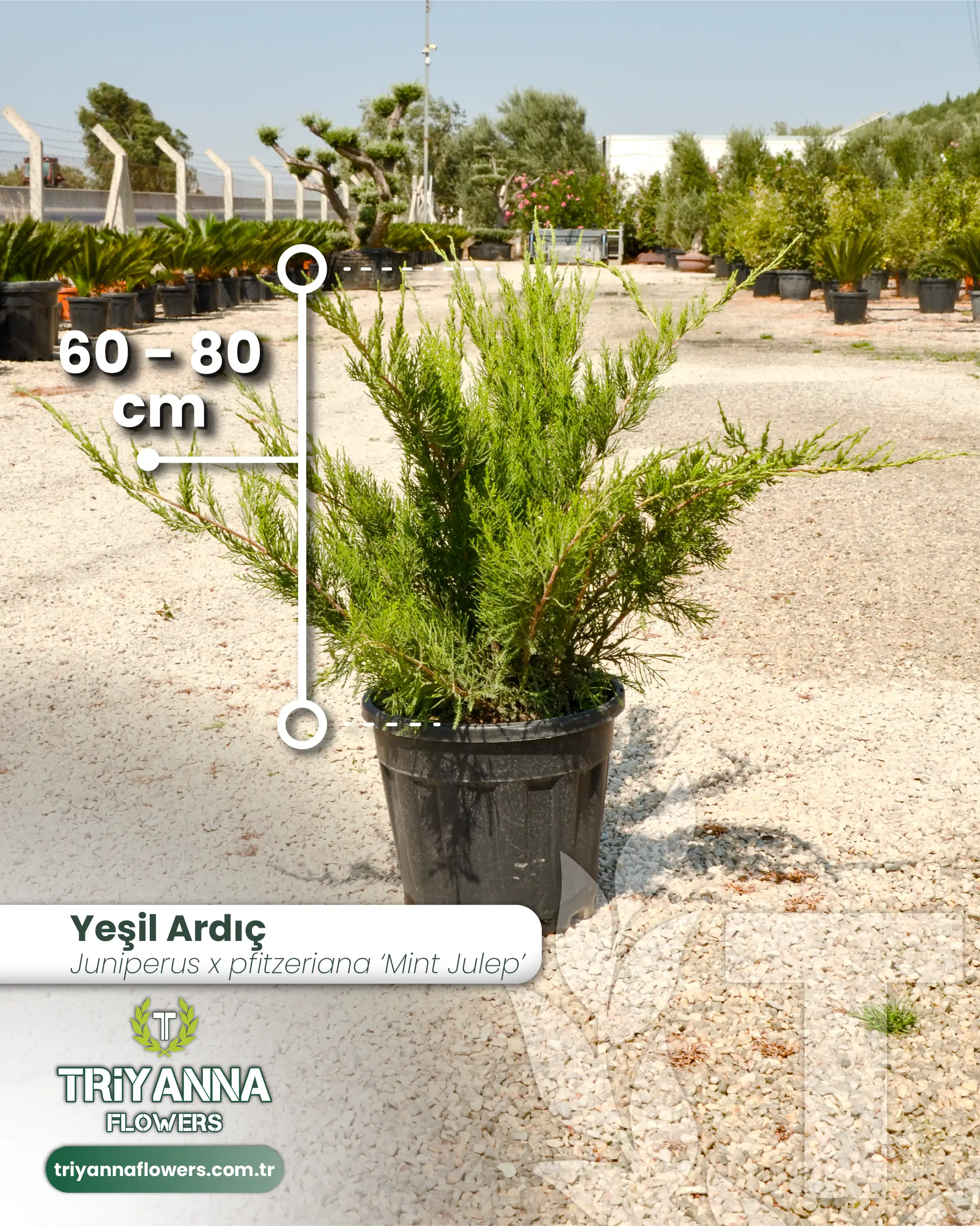Yesil_Ardic_3.webp