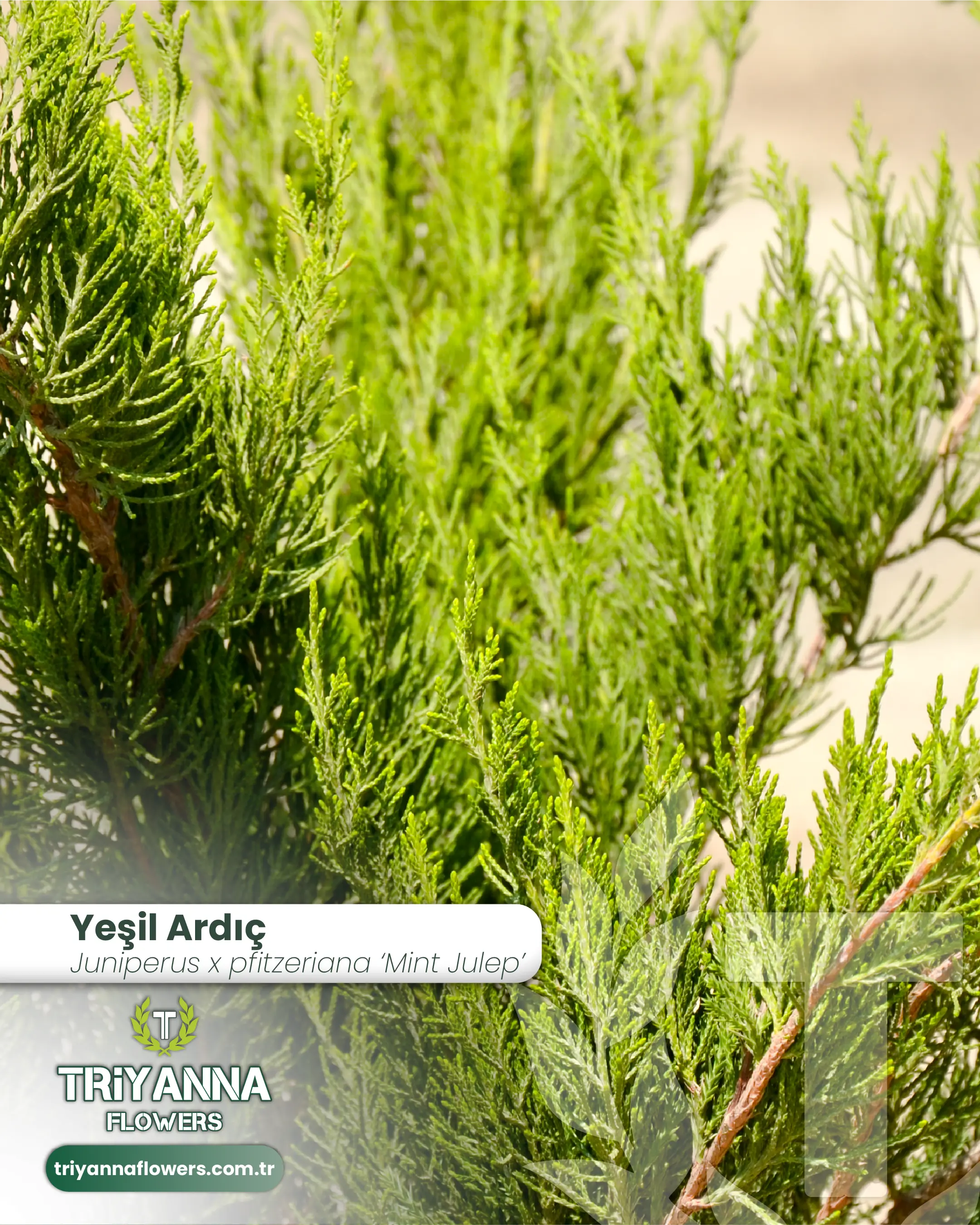 Yesil_Ardic_4.webp