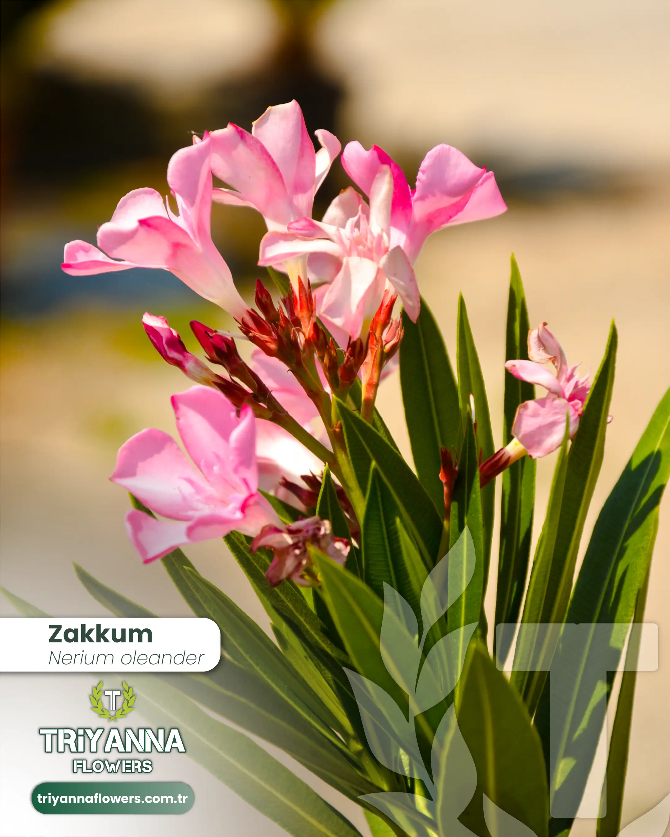 Zakkum_2.webp