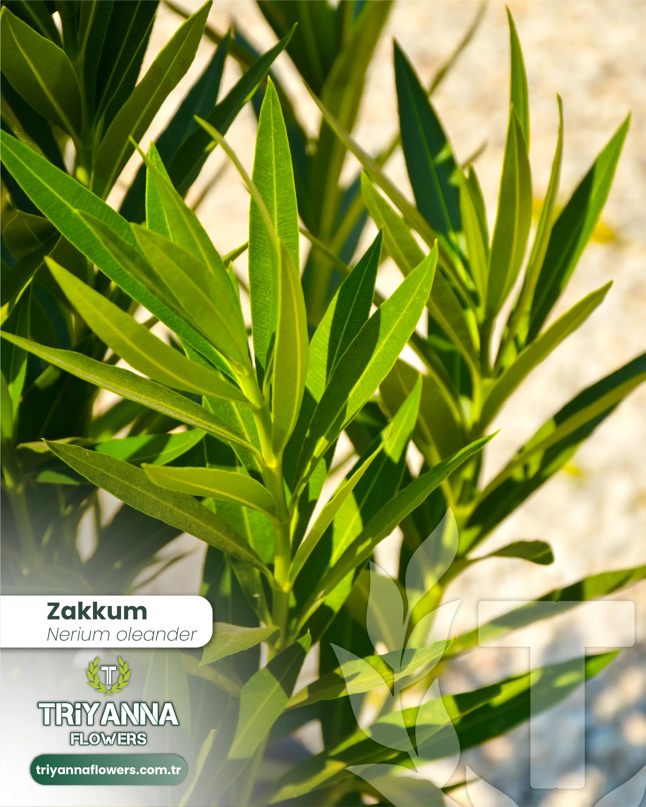 Zakkum_3.webp
