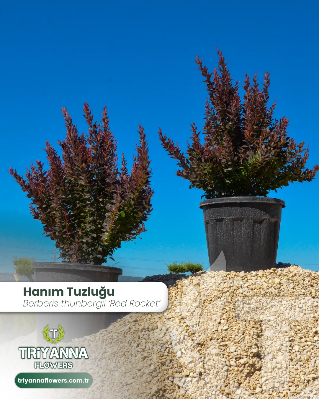 hanim_tuzlugu_4.webp