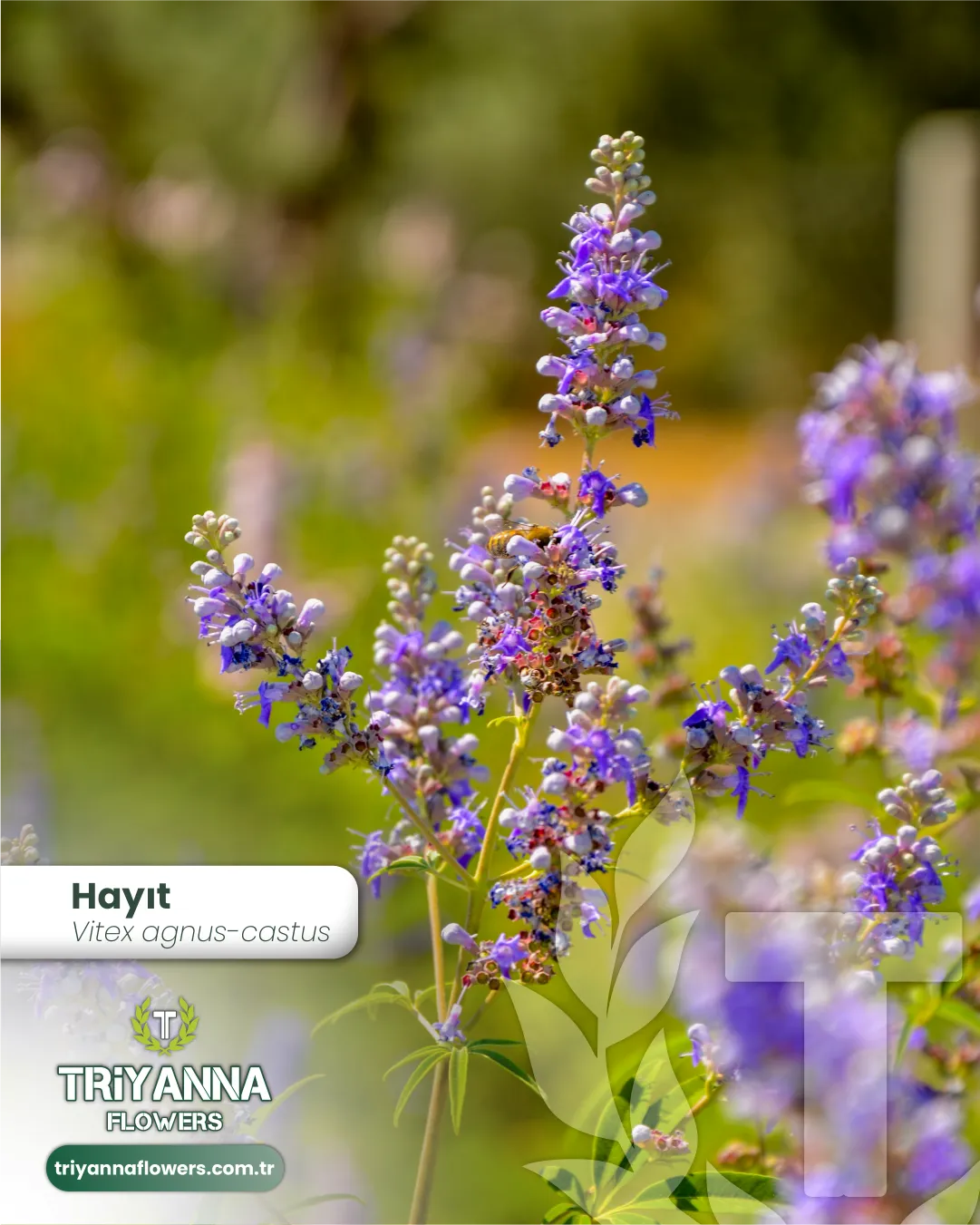 hayit_4.webp