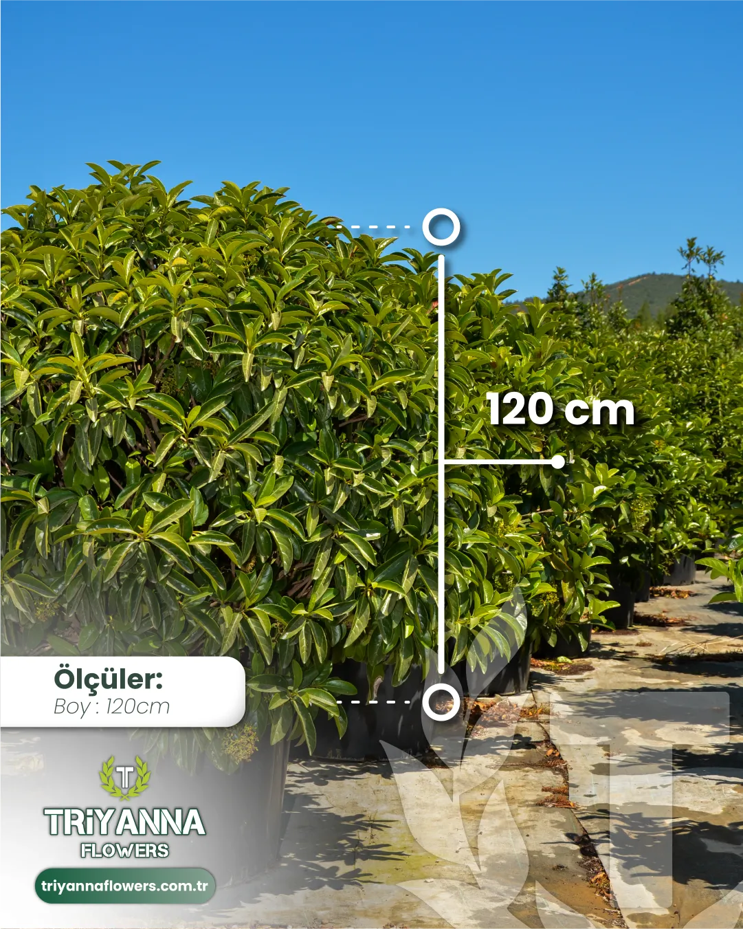 ithal_kartopu_3.webp