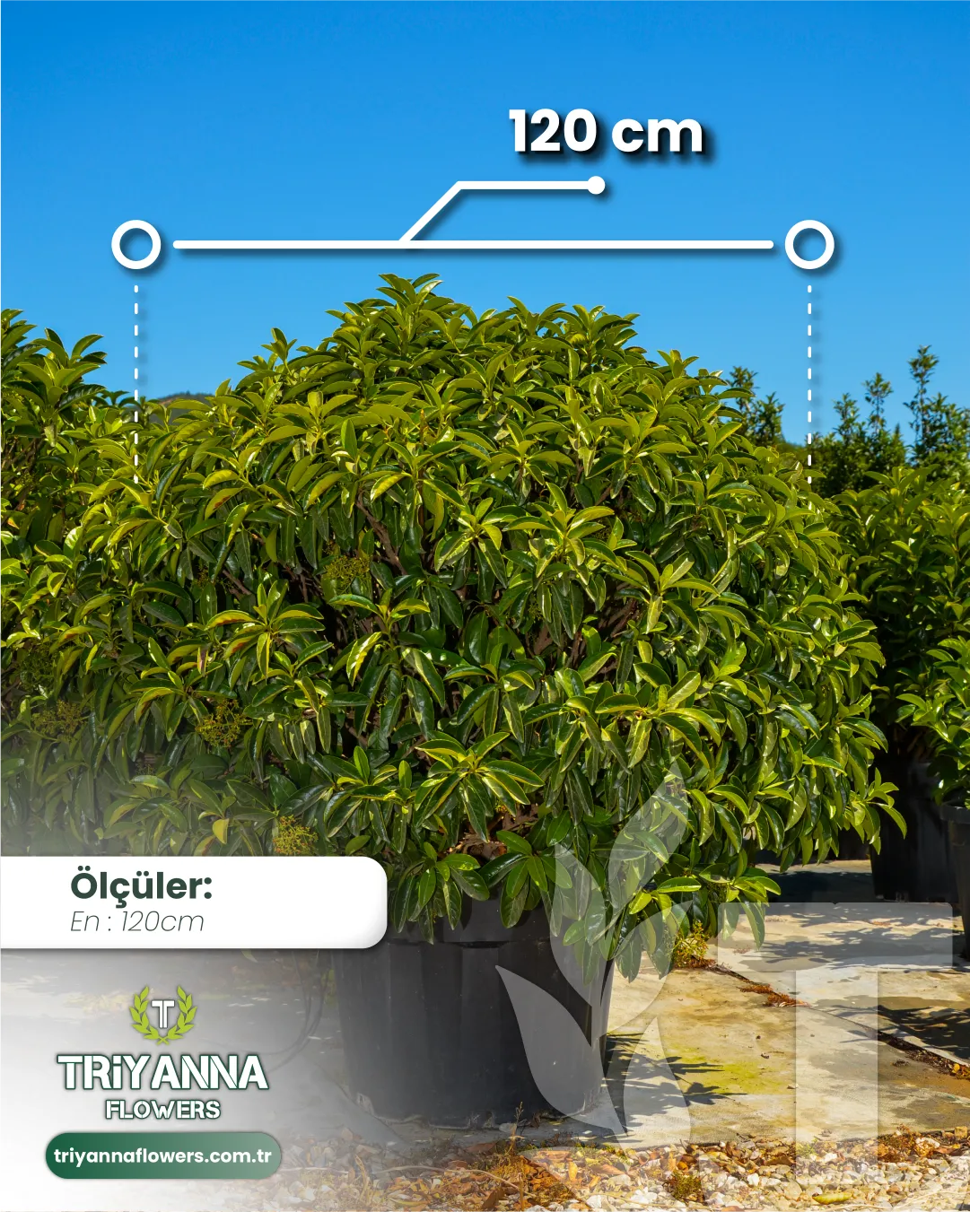 ithal_kartopu_4.webp