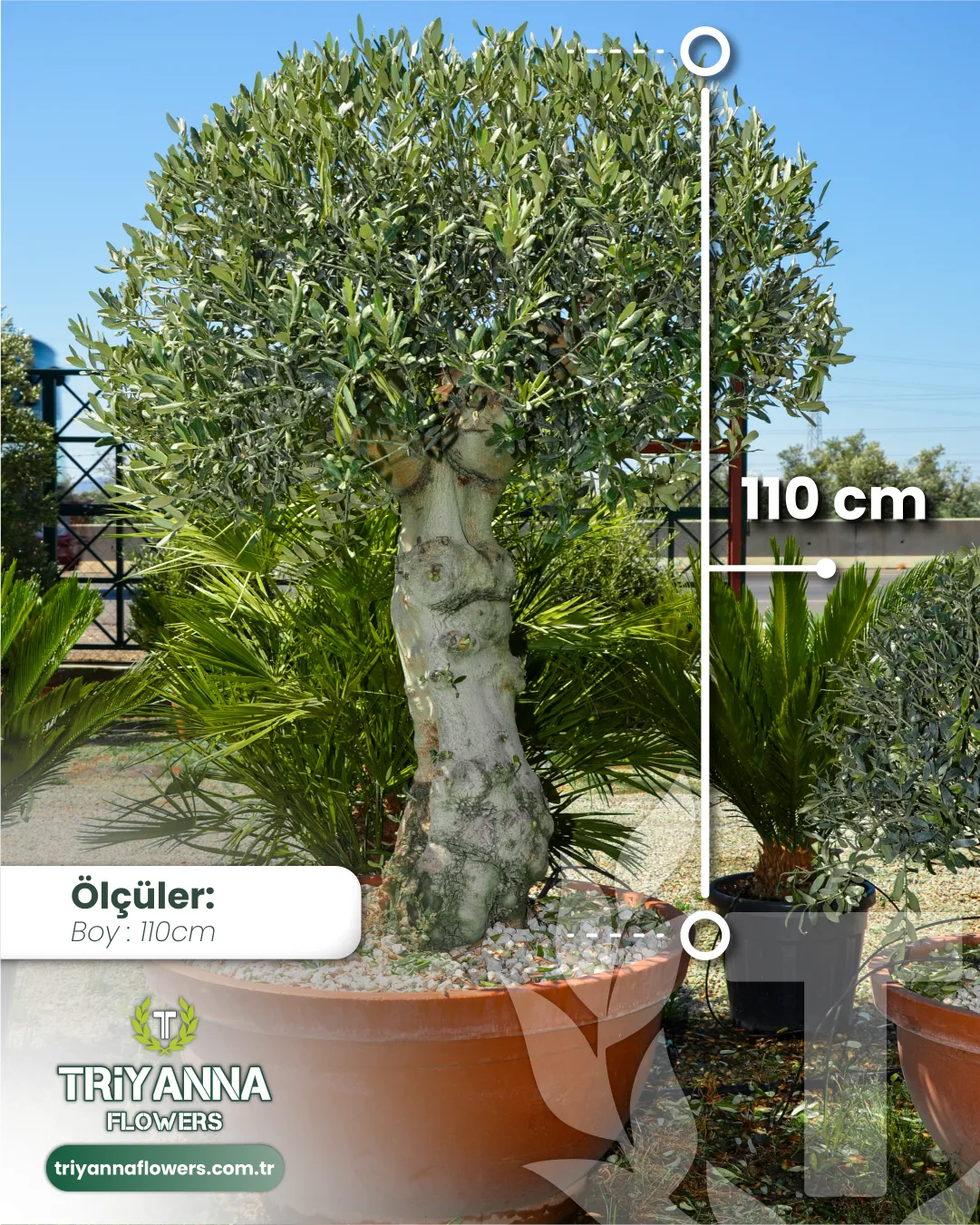 tijli_top_zeytin_2.webp
