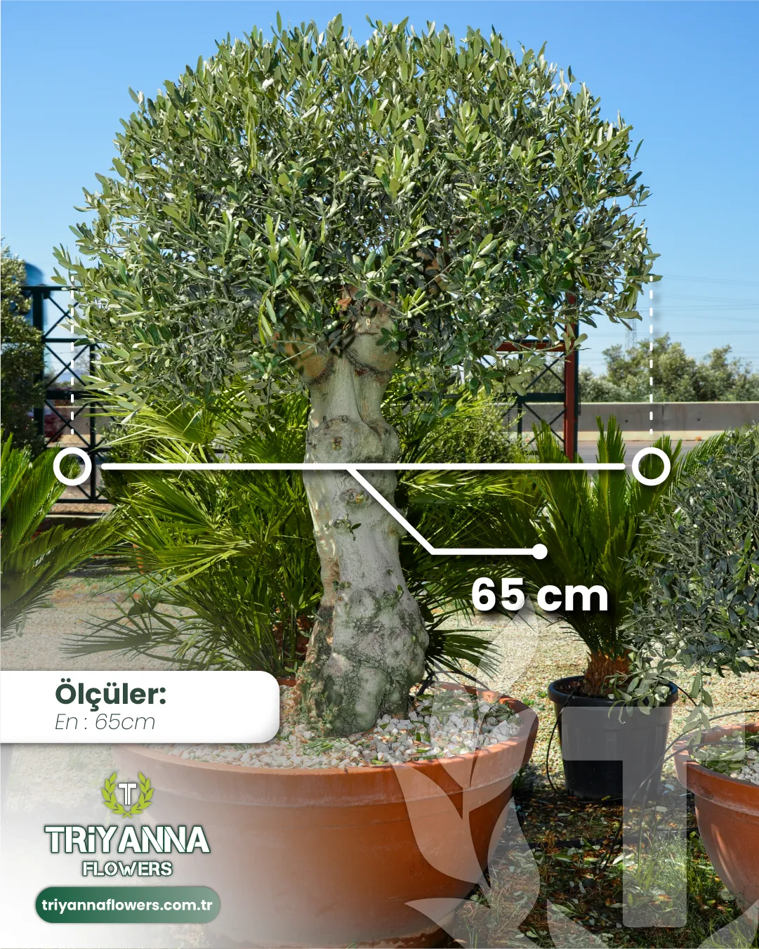 tijli_top_zeytin_3.webp