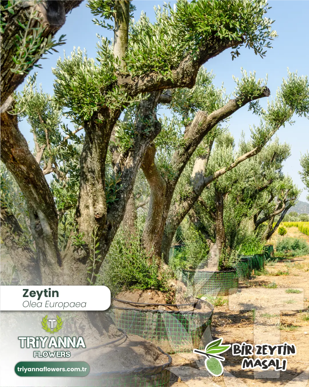 zeytin_10_2.webp