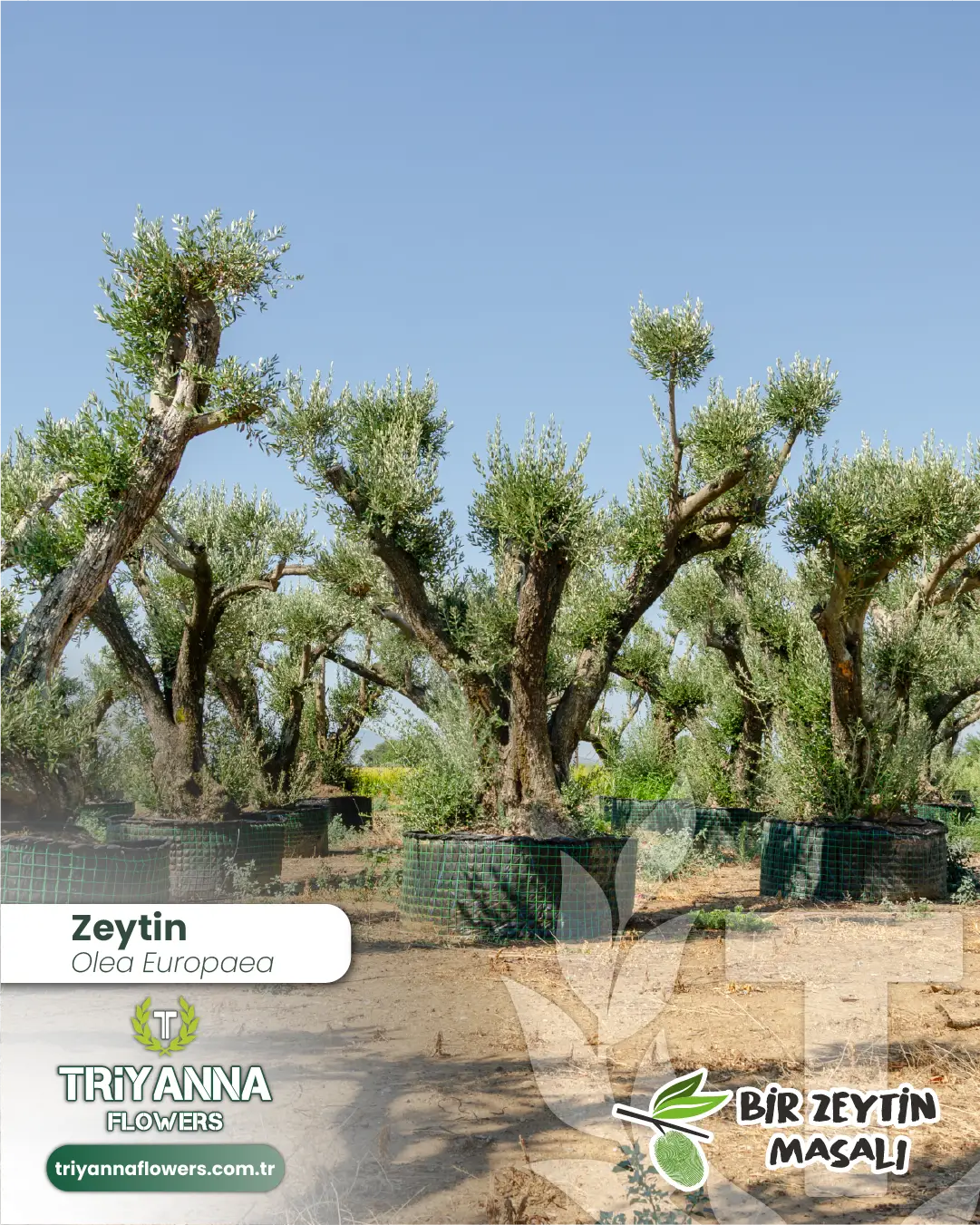 zeytin_10_3.webp
