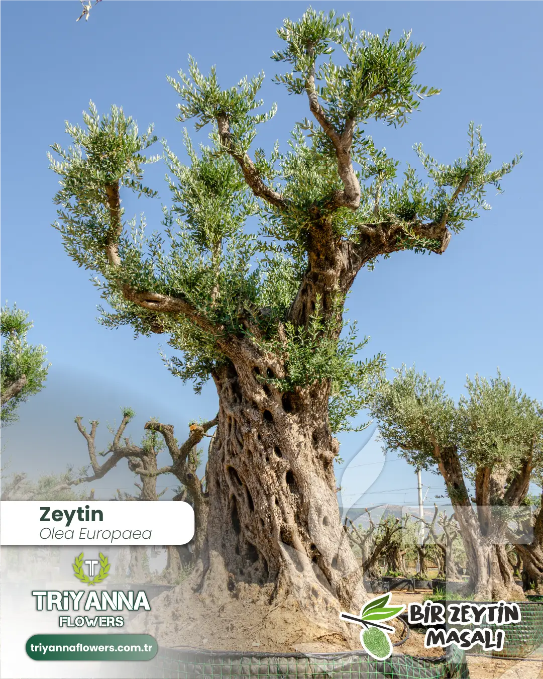 zeytin_11_2.webp