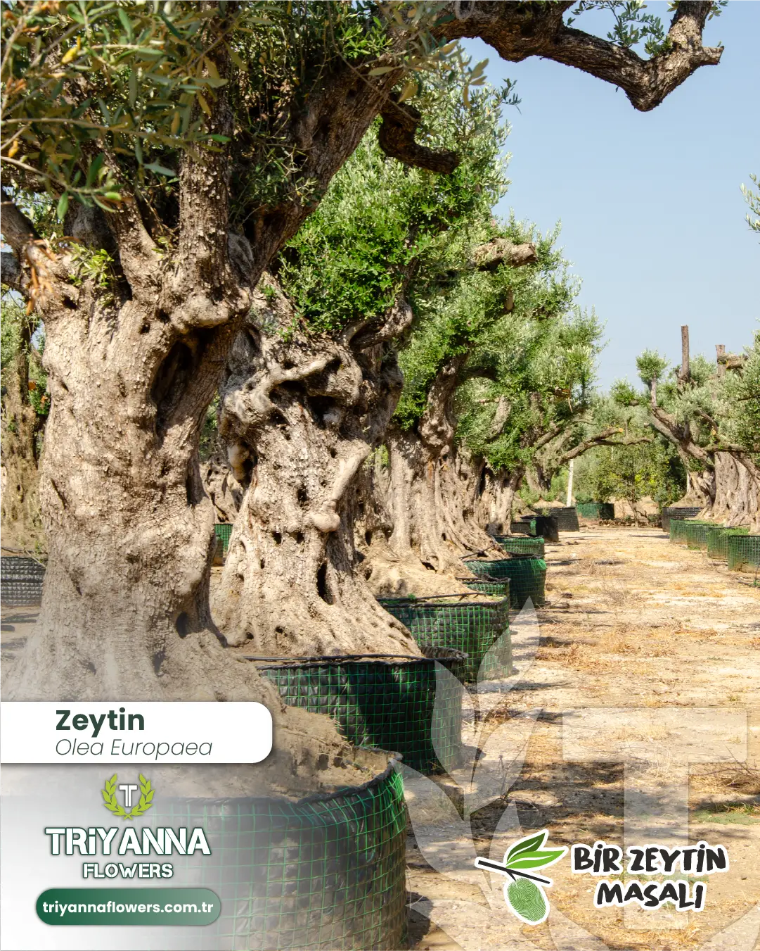 zeytin_11_3.webp