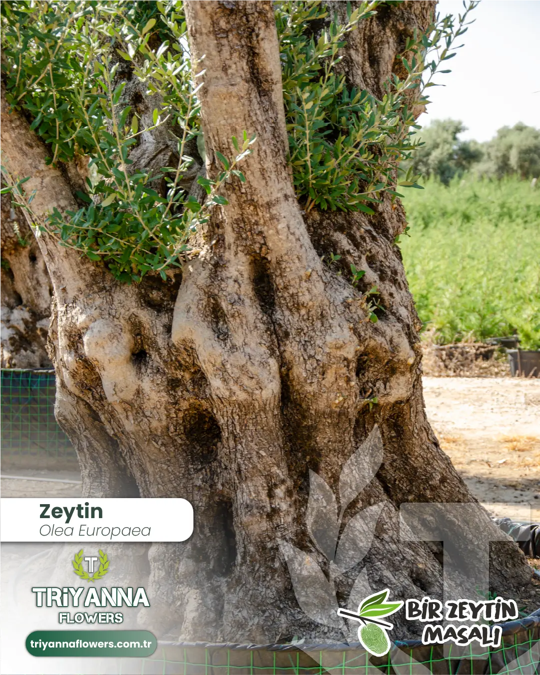 zeytin_11_4.webp