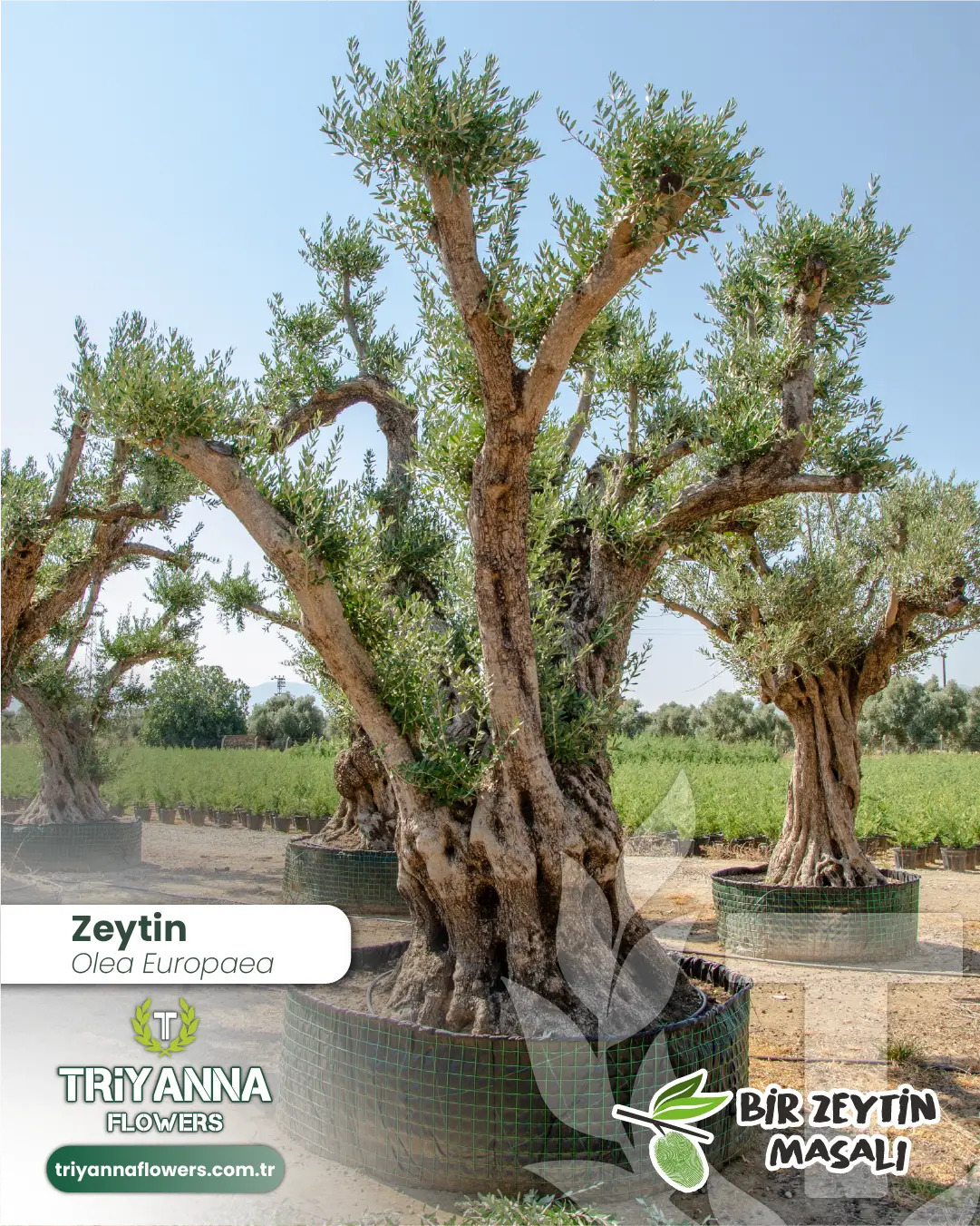 zeytin_11_5.webp