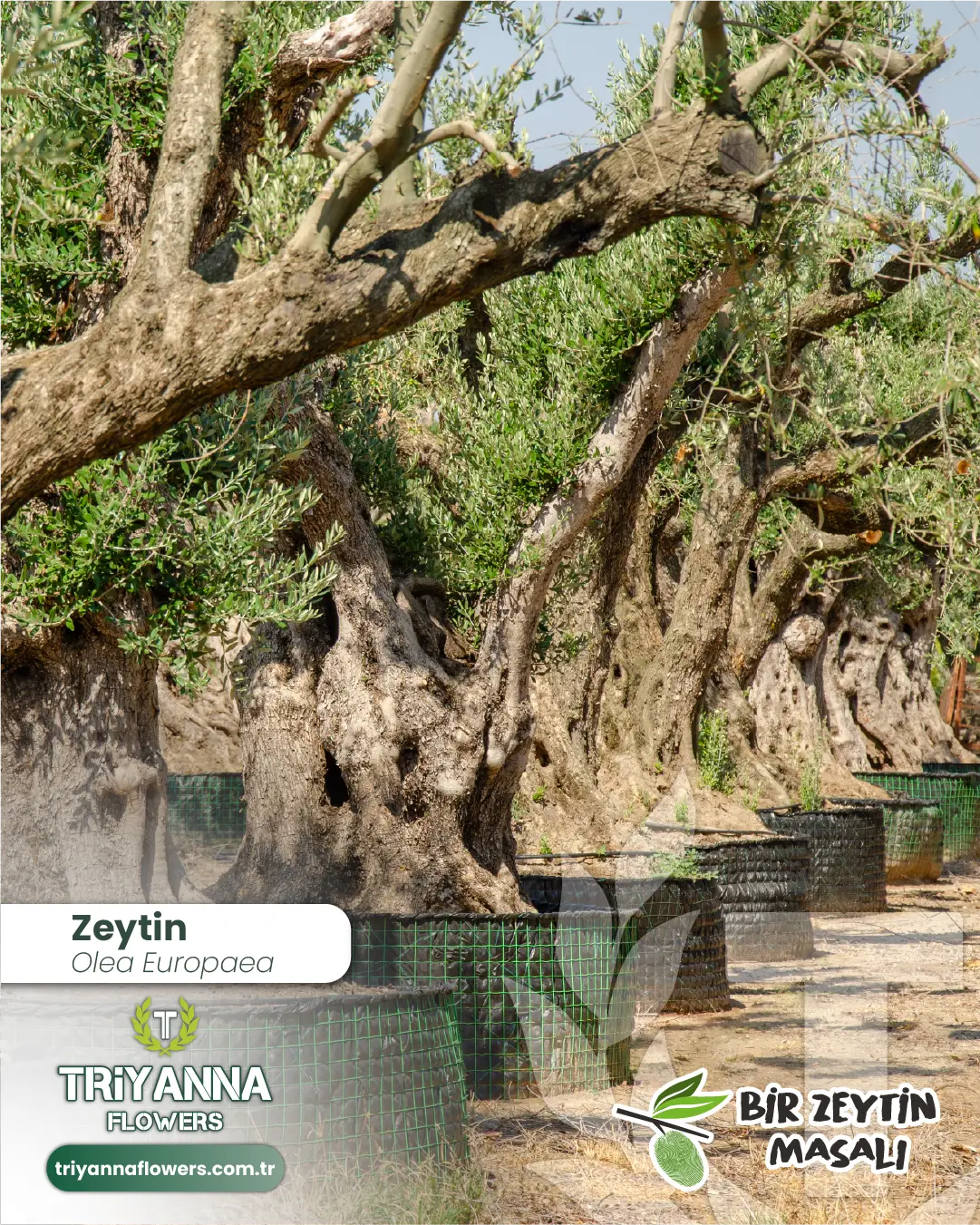 zeytin_11_6.webp