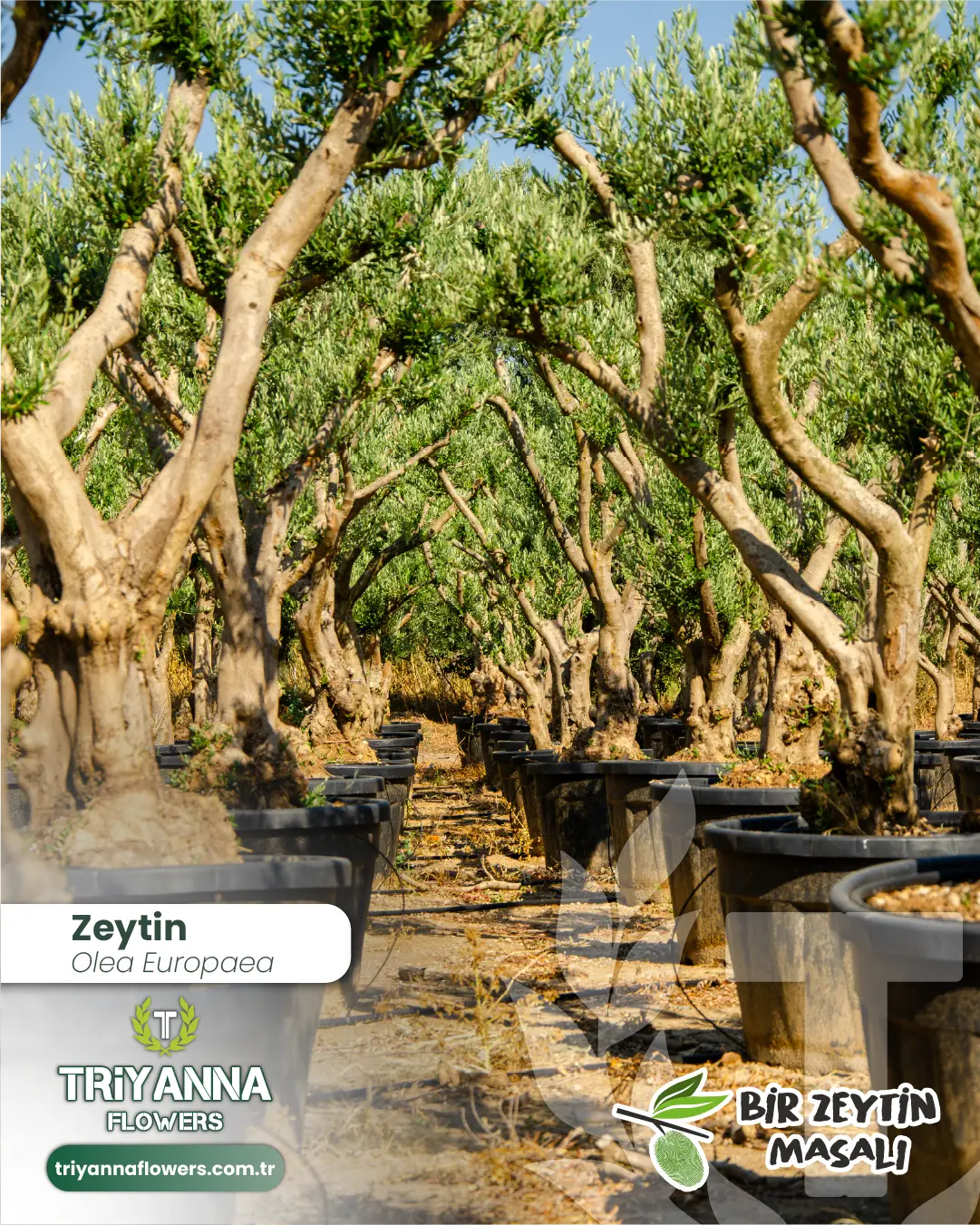 zeytin_1_2.webp