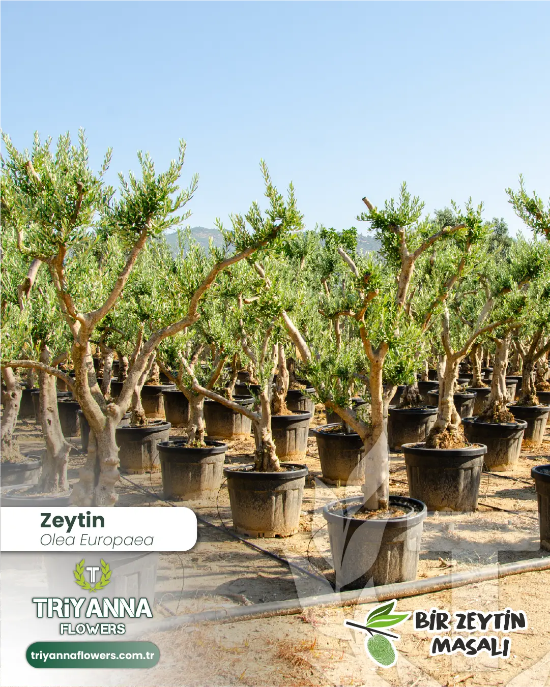 zeytin_1_3.webp