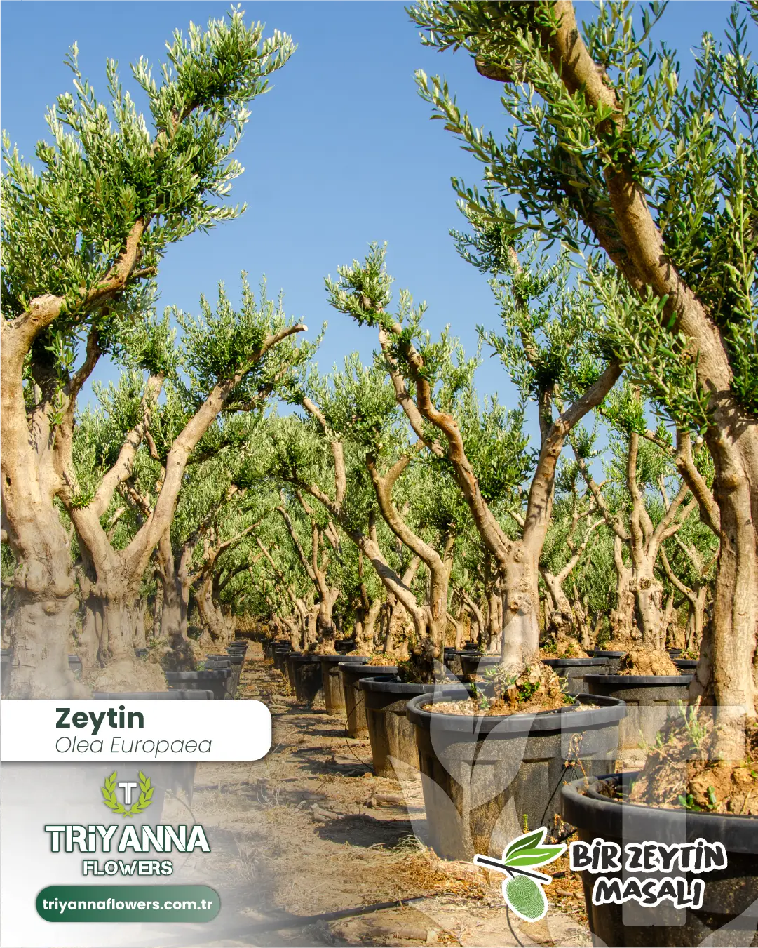 zeytin_1_4.webp