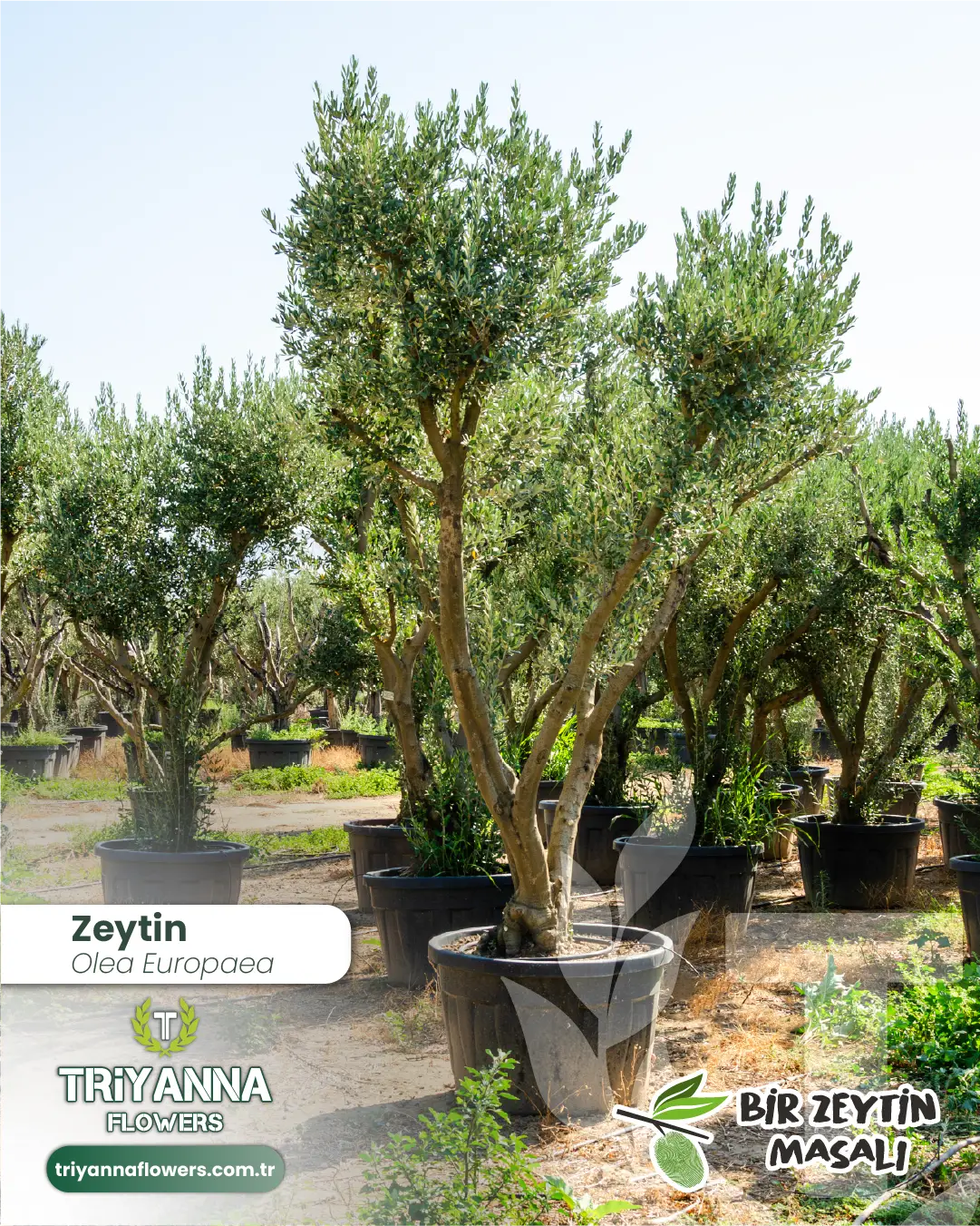 zeytin_2_2.webp