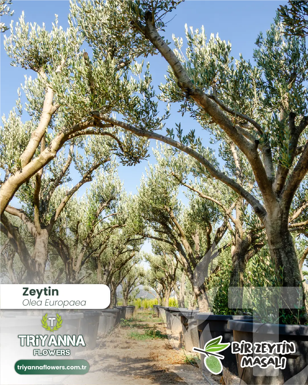 zeytin_3_2.webp
