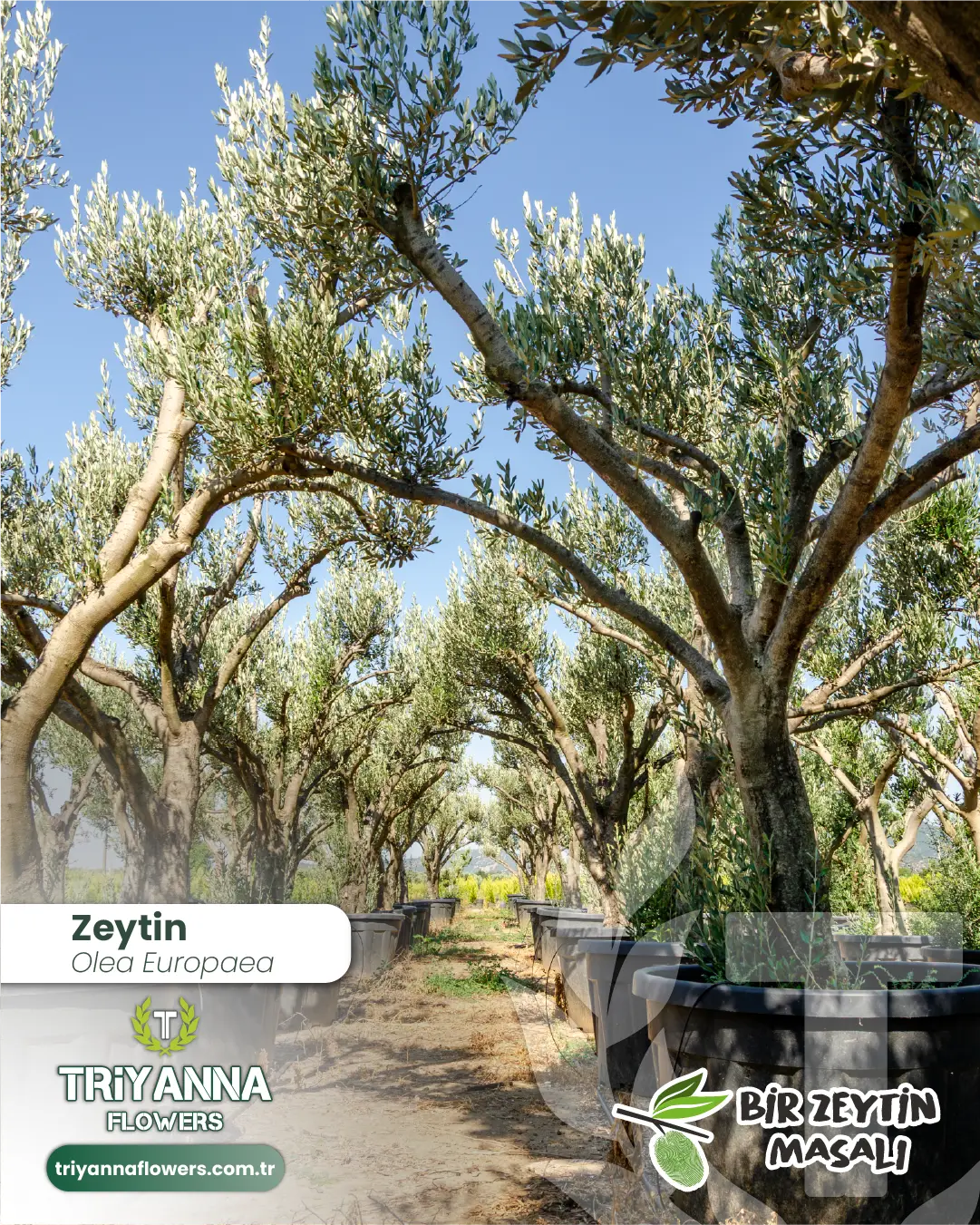 zeytin_3_3.webp