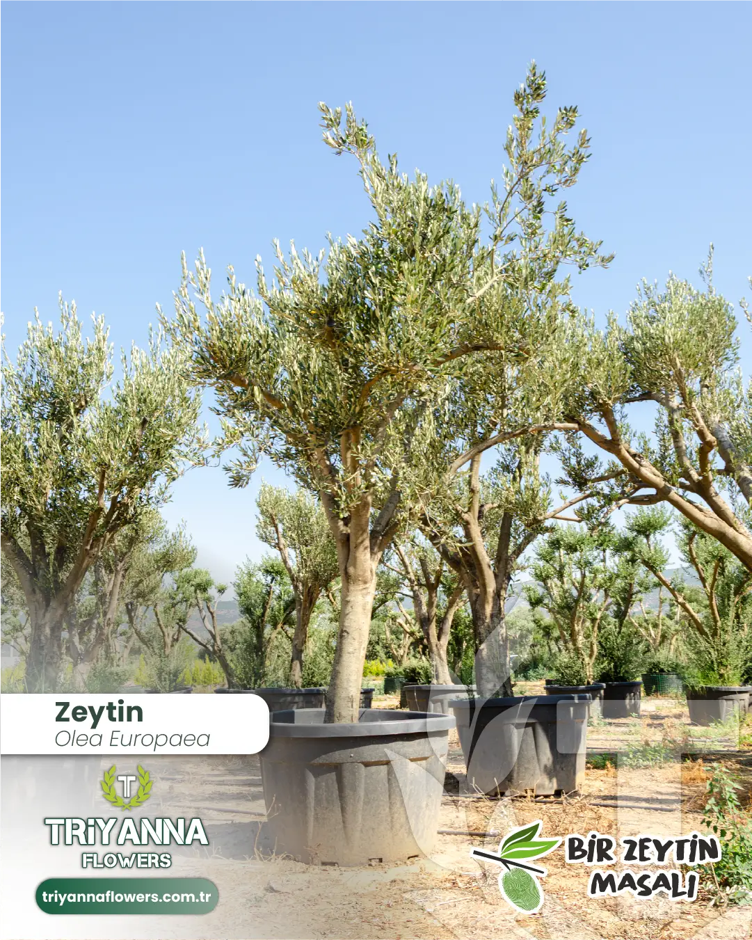 zeytin_3_4.webp