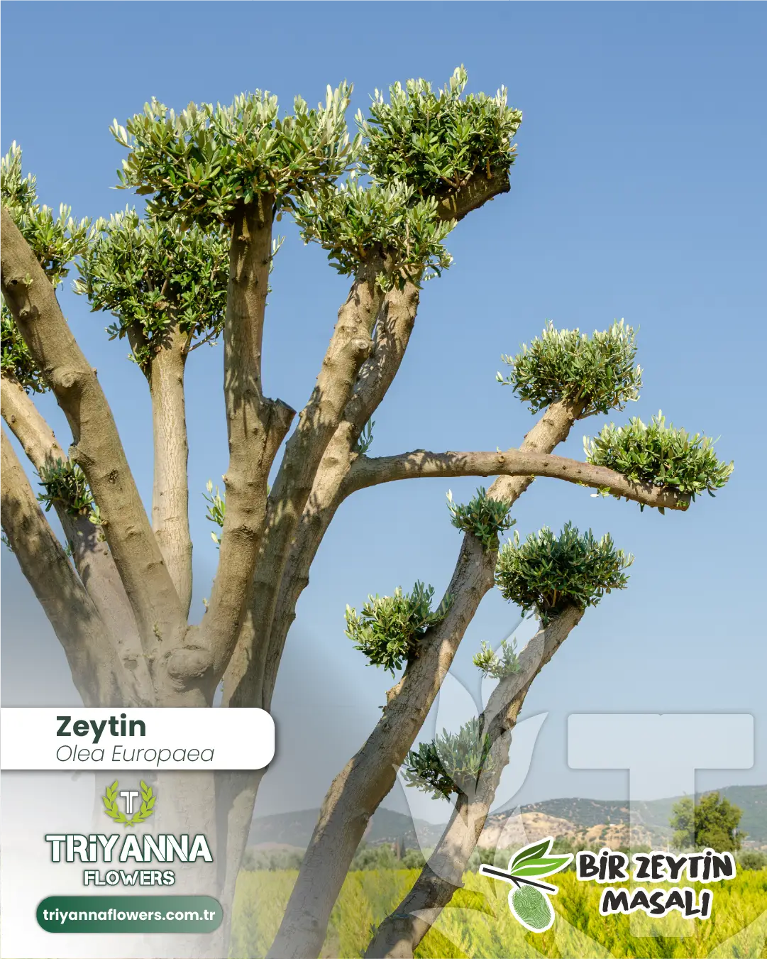 zeytin_4_2.webp