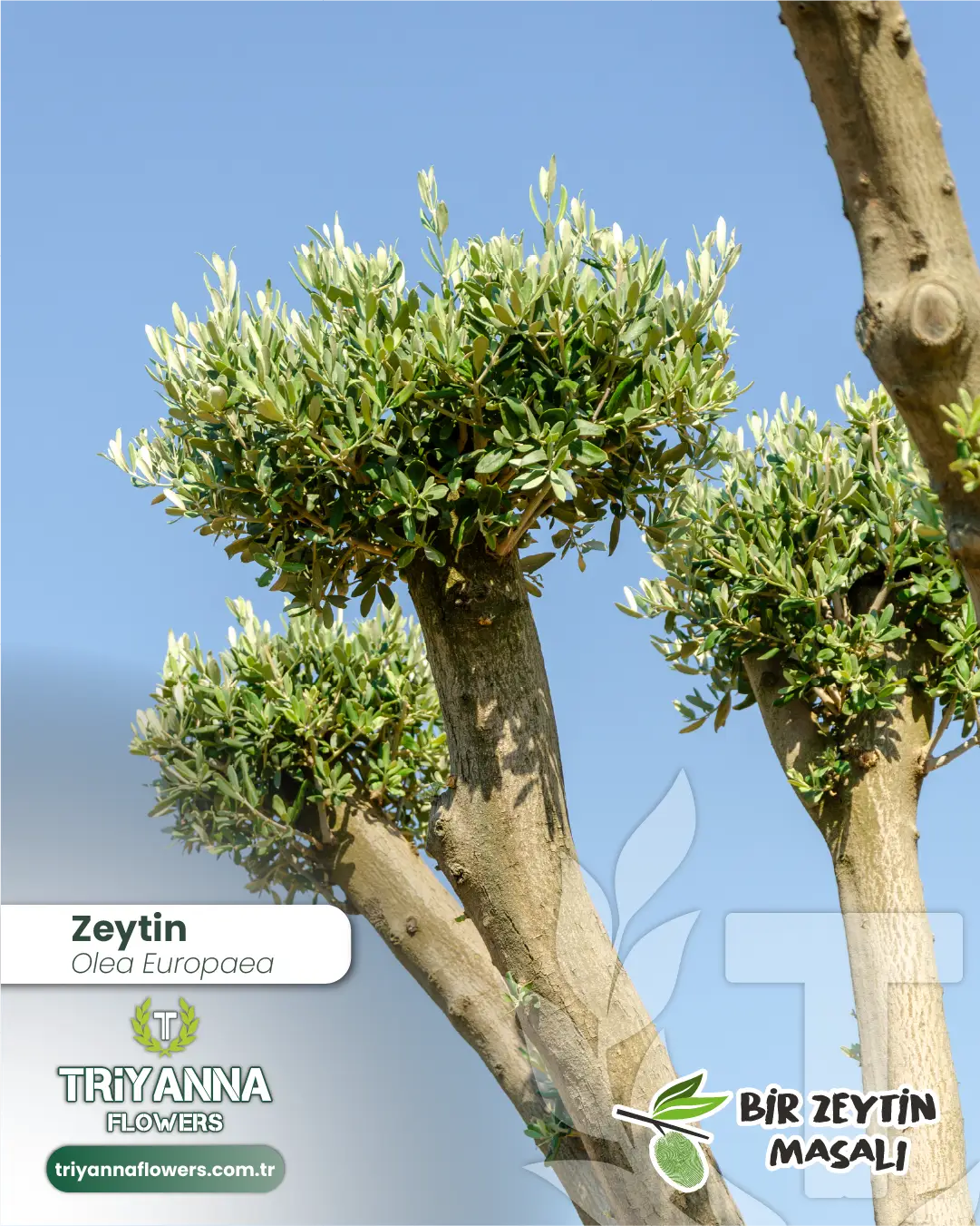 zeytin_4_3.webp