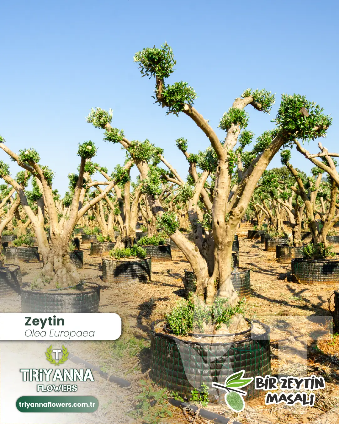 zeytin_5_2.webp