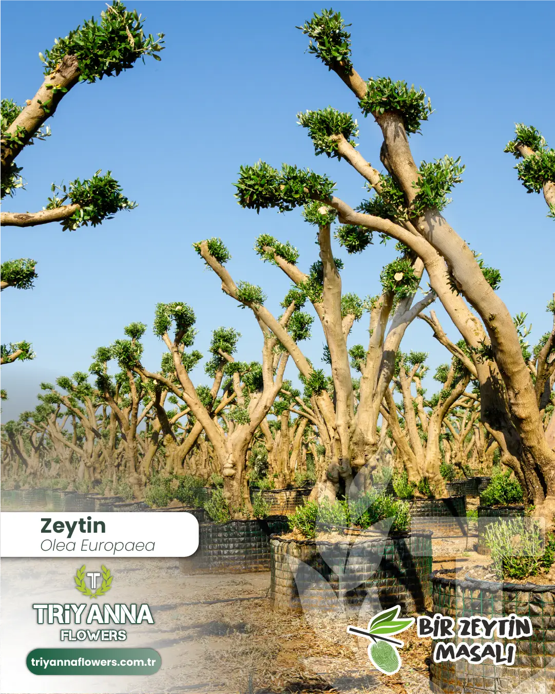 zeytin_5_3.webp