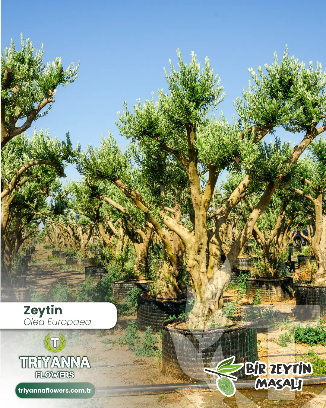 zeytin_6_2.webp