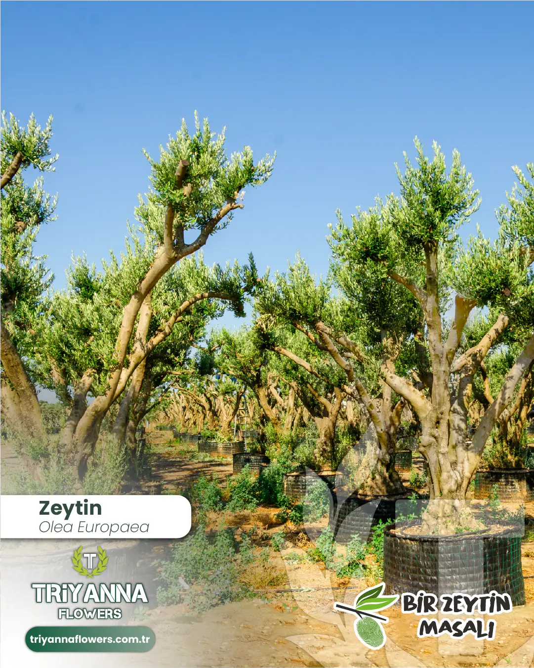 zeytin_6_3.webp