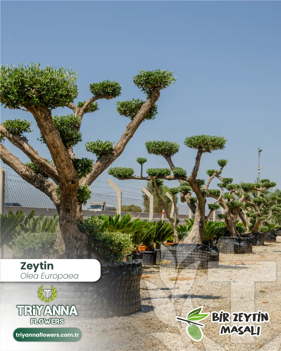 zeytin_7_2.webp