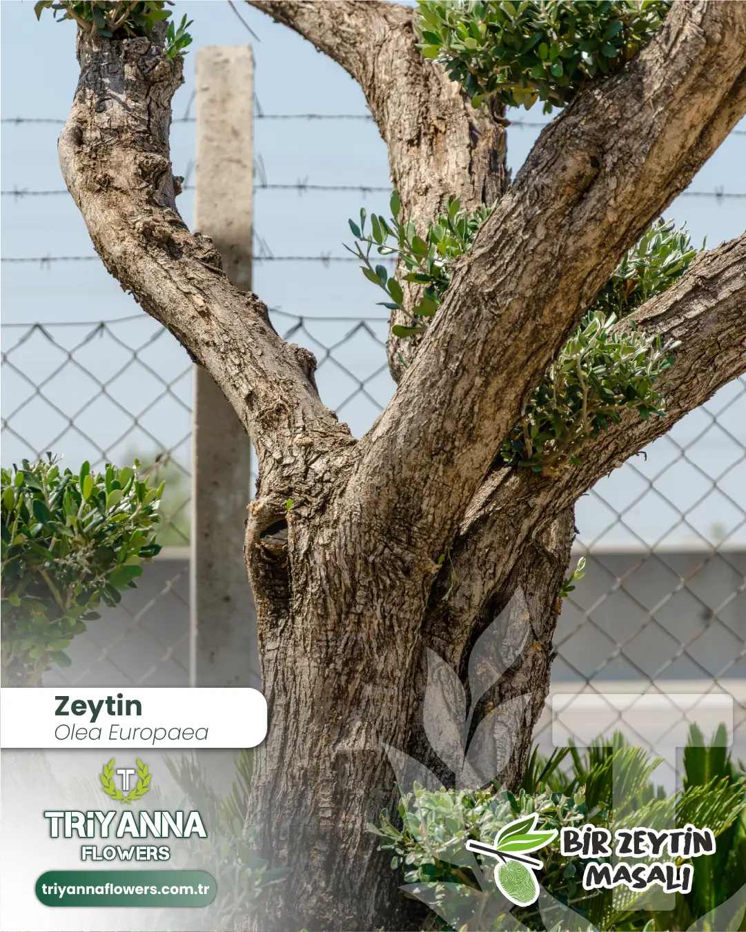 zeytin_7_3.webp