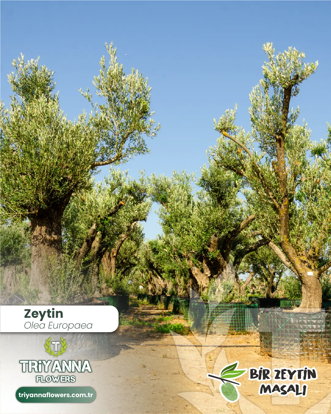 zeytin_8_2.webp