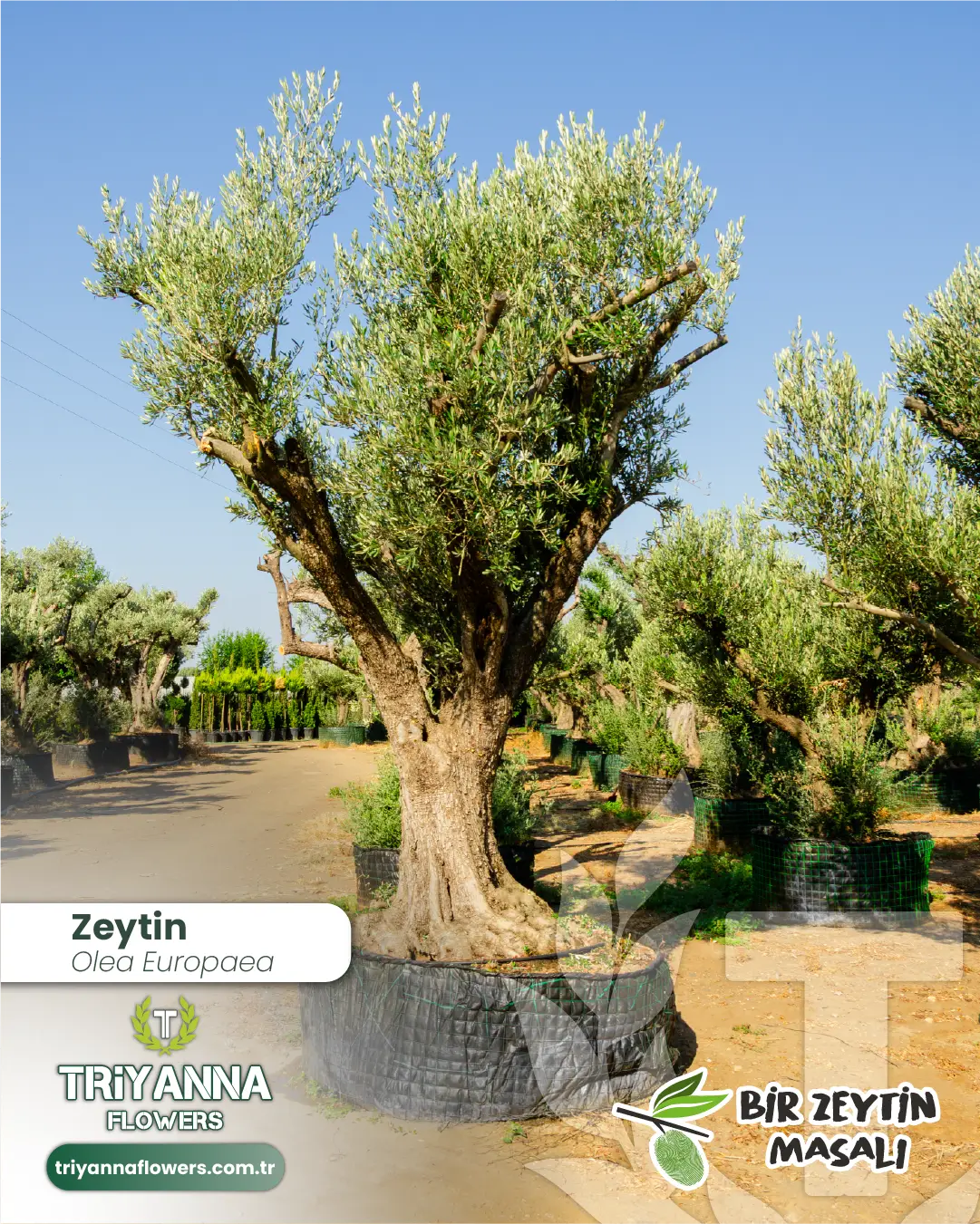 zeytin_8_3.webp