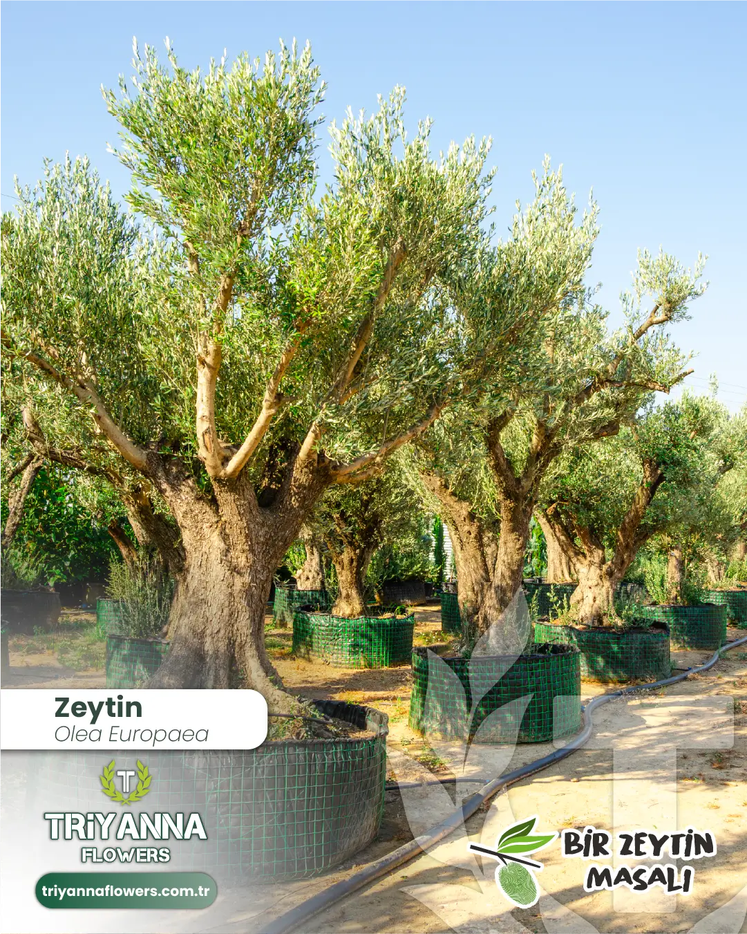 zeytin_8_4.webp