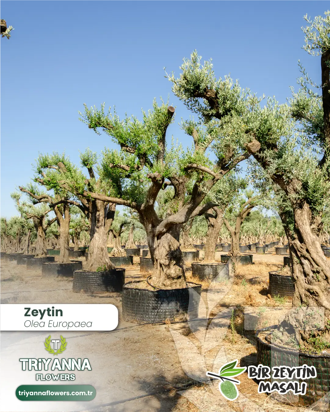 zeytin_9_2.webp