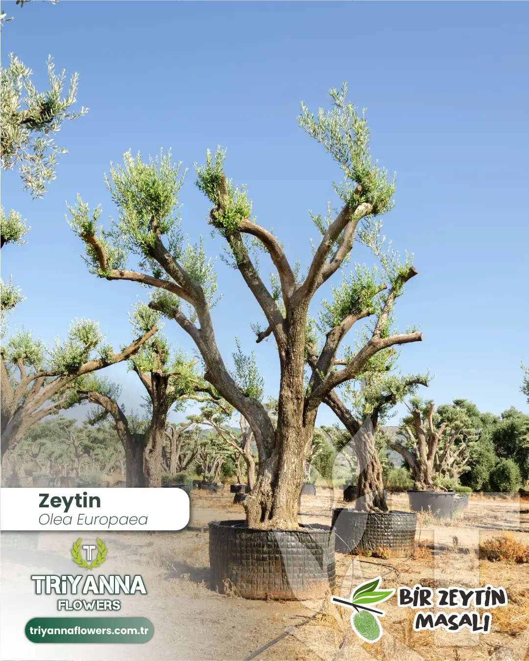 zeytin_9_3.webp