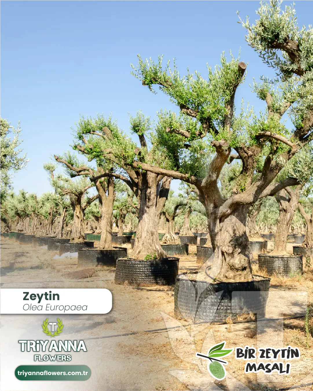 zeytin_9_4.webp